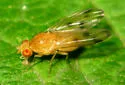 Homoneura conjuncta