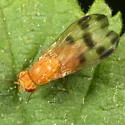 Homoneura conjuncta - photo 2