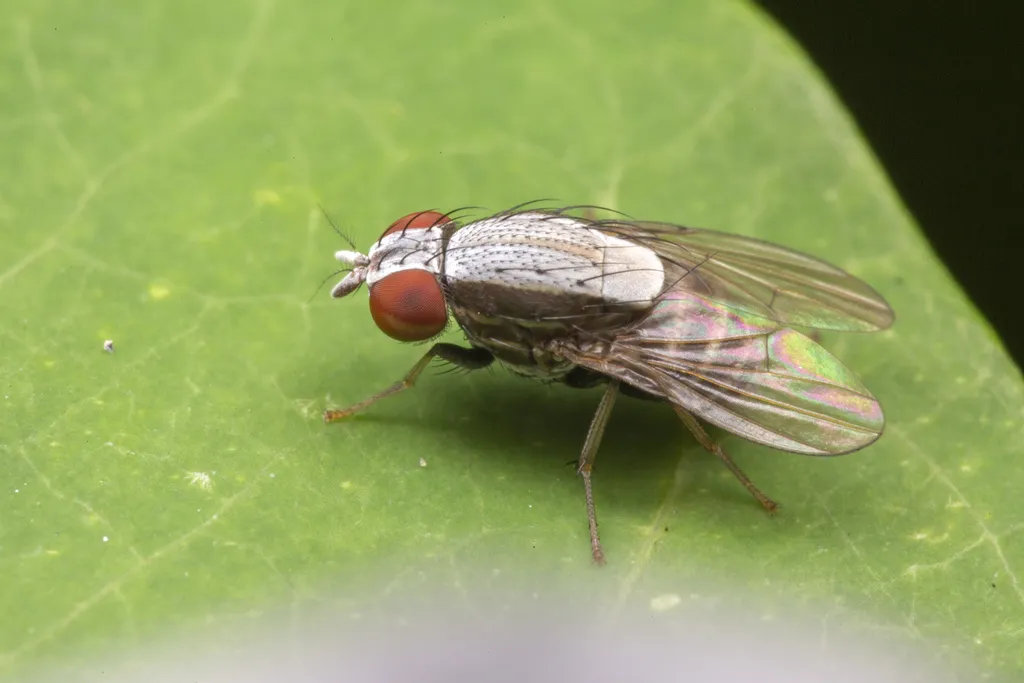 Homoneura discoglauca - photo 2