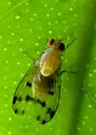 Homoneura fuscibasis