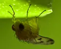 Homoneura fuscibasis - photo 2