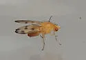 Homoneura fuscibasis - photo 3