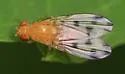 Homoneura fuscibasis - photo 4