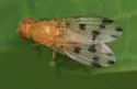 Homoneura fuscibasis - photo 5