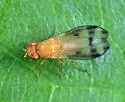 Homoneura houghii