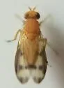 Homoneura houghii - photo 2