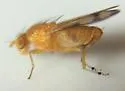 Homoneura houghii - photo 3