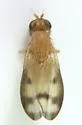 Homoneura houghii - photo 4