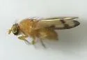 Homoneura houghii - photo 5