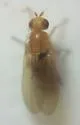 Homoneura imitatrix