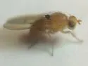 Homoneura imitatrix - photo 2