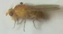 Homoneura imitatrix - photo 3