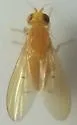 Homoneura imitatrix - photo 5