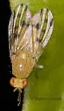 Homoneura incerta