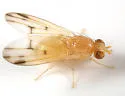 Homoneura incerta - photo 2