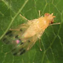 Homoneura incerta - photo 3