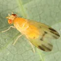 Homoneura incerta - photo 4