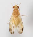Homoneura incerta - photo 5