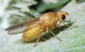Homoneura littoralis
