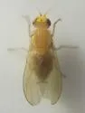 Homoneura littoralis - photo 2