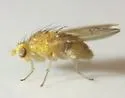 Homoneura littoralis - photo 3