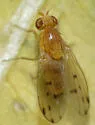 Homoneura occidentalis