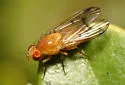 Homoneura occidentalis - photo 2