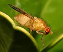 Homoneura occidentalis - photo 3