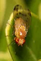 Homoneura occidentalis - photo 4