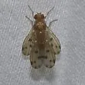 Homoneura philadelphica