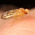 Homoneura philadelphica - photo 2