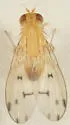 Homoneura philadelphica - photo 3