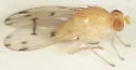 Homoneura philadelphica - photo 4