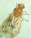 Homoneura philadelphica - photo 5