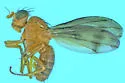 Homoneura sheldoni