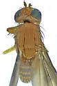 Homoneura sheldoni - photo 2