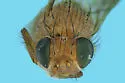 Homoneura sheldoni - photo 3