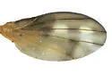 Homoneura sheldoni - photo 4