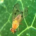 Homoneura trochantera