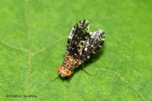 Homoneura trypetoptera