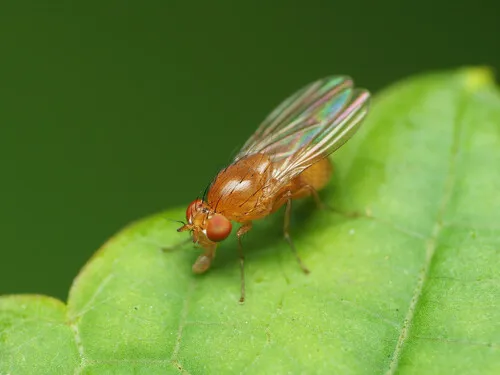 Homoneura unguiculata - photo 2