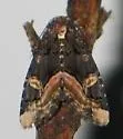 Black Wedge-Spot - Hodges#9057
