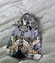 Black Wedge-Spot - Hodges#9057 - photo 2