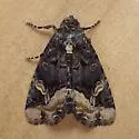Black Wedge-Spot - Hodges#9057 - photo 3