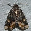 Black Wedge-Spot - Hodges#9057 - photo 5