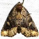 Homophoberia australis - Hodges#9056.1