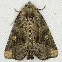 Homophoberia australis - Hodges#9056.1 - photo 2