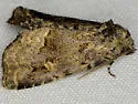 Homophoberia australis - Hodges#9056.1 - photo 3