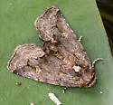 Homophoberia australis - Hodges#9056.1 - photo 4