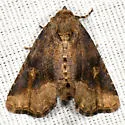 Homophoberia australis - Hodges#9056.1 - photo 5